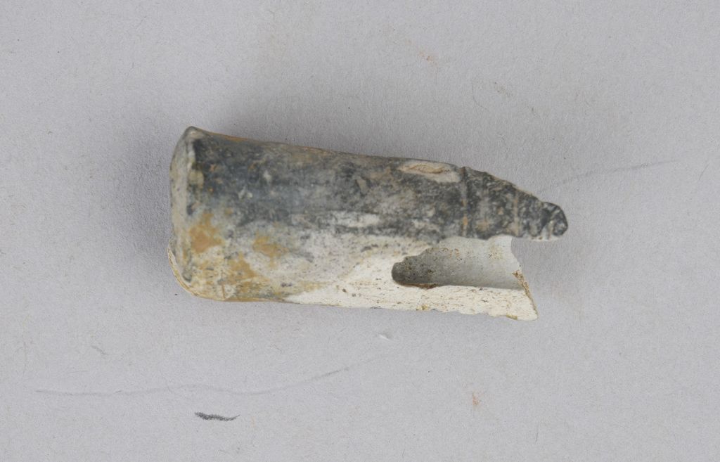 ກ້ານກອກຢາສູບ