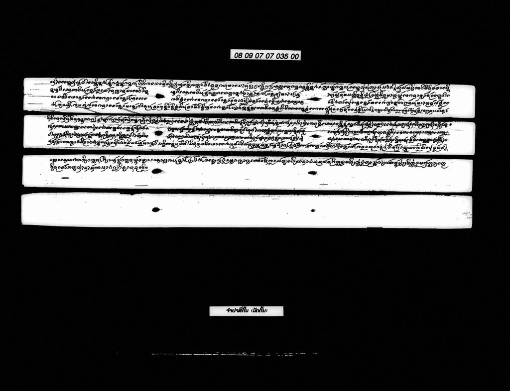 ຈຳປາສີ່ຕົ້ນ (ມັດຕົ້ນ)