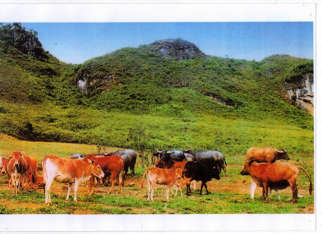 ງົວ-ຄວາຍ​ກິນ​ຫຍ້າ​ຢູ່​ທົ່ງ