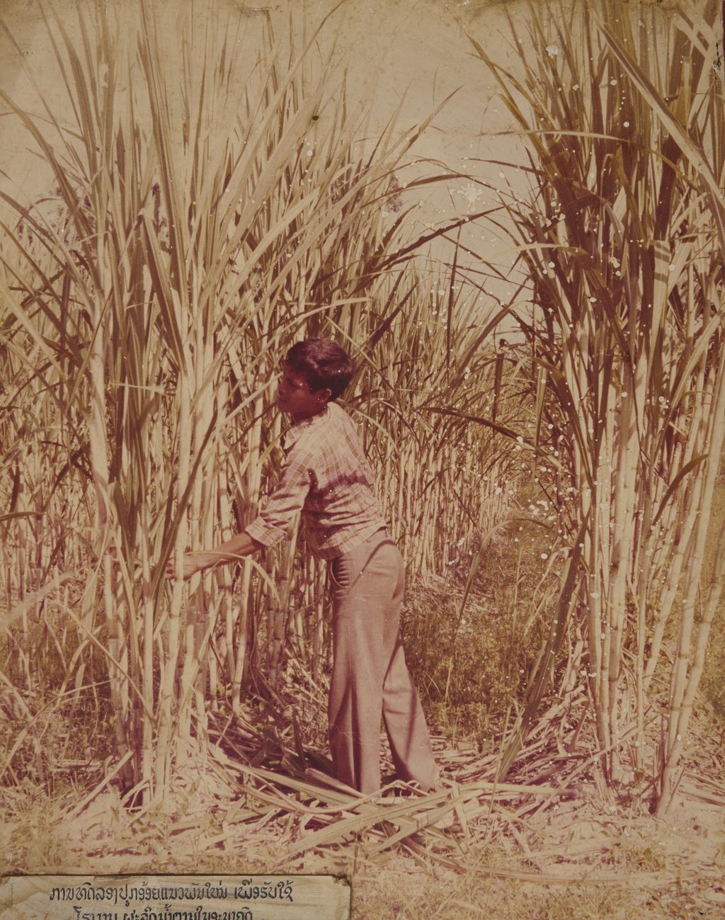 ການທົດລອງປູກອ້ອຍແນວພັນໃໝ່ເພື່ອຮັບໃຊ້ໂຮງງານຜະລິດນ້ຳຕານໃນອານາຄົດ