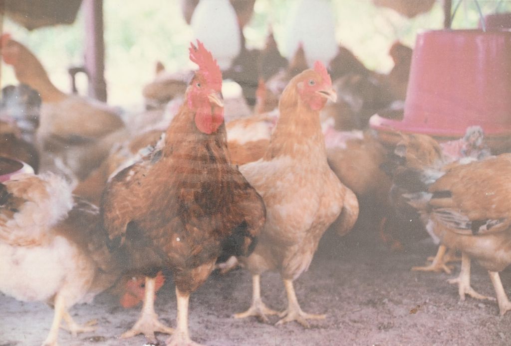 ການ​ສົ່ງ​ເສີມ​ການ​ລ້ຽງ​ໄກ່​ພັນ​ໃຫ້​ແກ່​ປະ​ຊາ​ຊົນ​ເຂດ​ເມືອງ ແລະ ຊົນ​ນະ​ບົດ