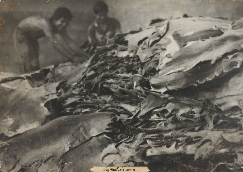 ໜັງເປັນສີນຄ້າສົ່ງອອກ