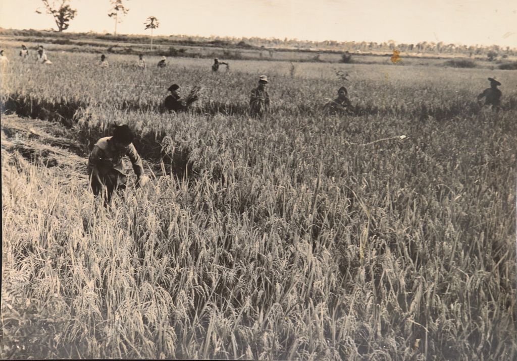 ທະ​ຫານ​ເກັບ​ກ່ຽວ​ເຂົ້າ​ຊ່ວຍ​ປະ​ຊາ​ຊົນ