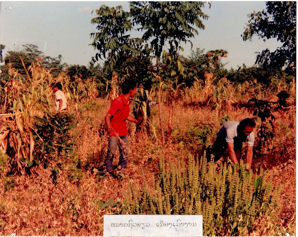 ໝາກຖົ່ວຂຽວເມືອງເລົ່າງາມ