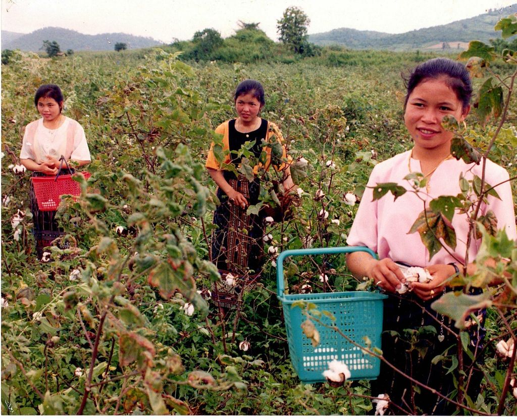 ແມ່​ຍິງ​ລາວ​ກຳ​ລັງ​ເກັບ​ດອກ​ຝ້າຍ