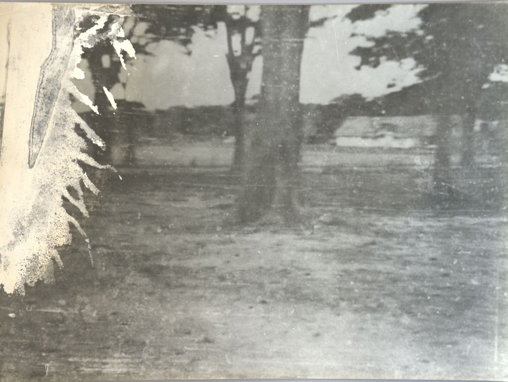 ຕົ້ນ​ໄມ້​ໃຫຍ່ ແລະ ອາ​ຄານ