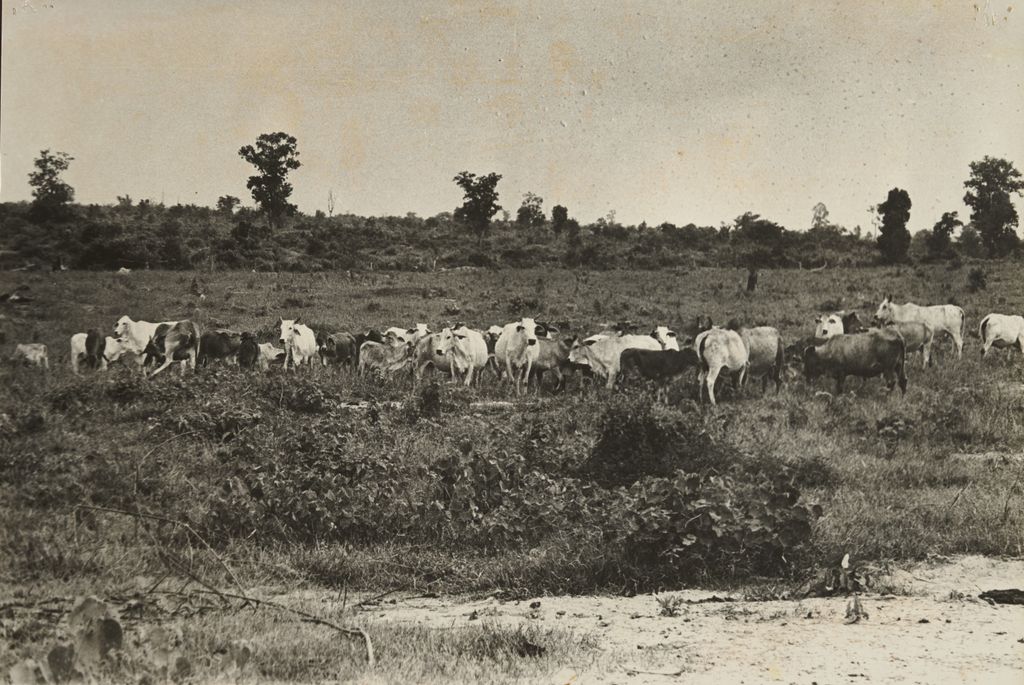 ສູນລ້ຽງງົວທີ່ນ້ຳຊວງ