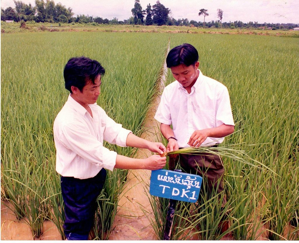 ແນວ​ພັນ​ເຂົ້າ​ລຸ້ນ1