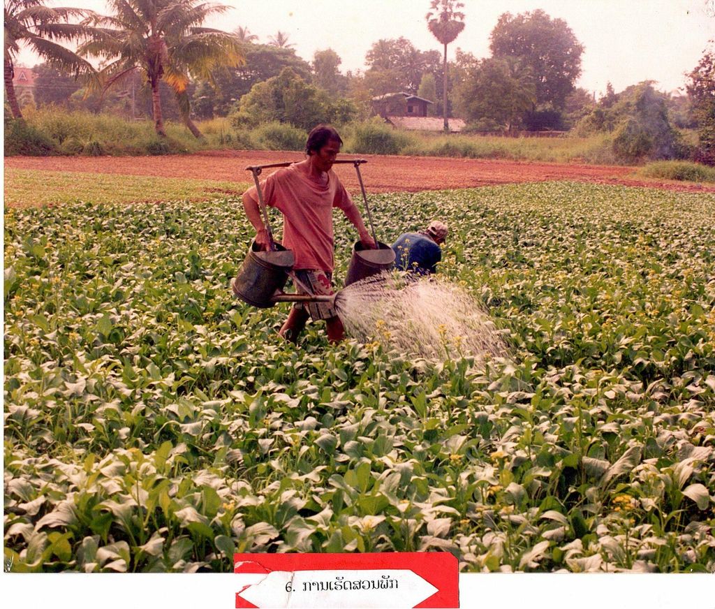 ການ​ເຮັດ​ສວນ​ຜັກ