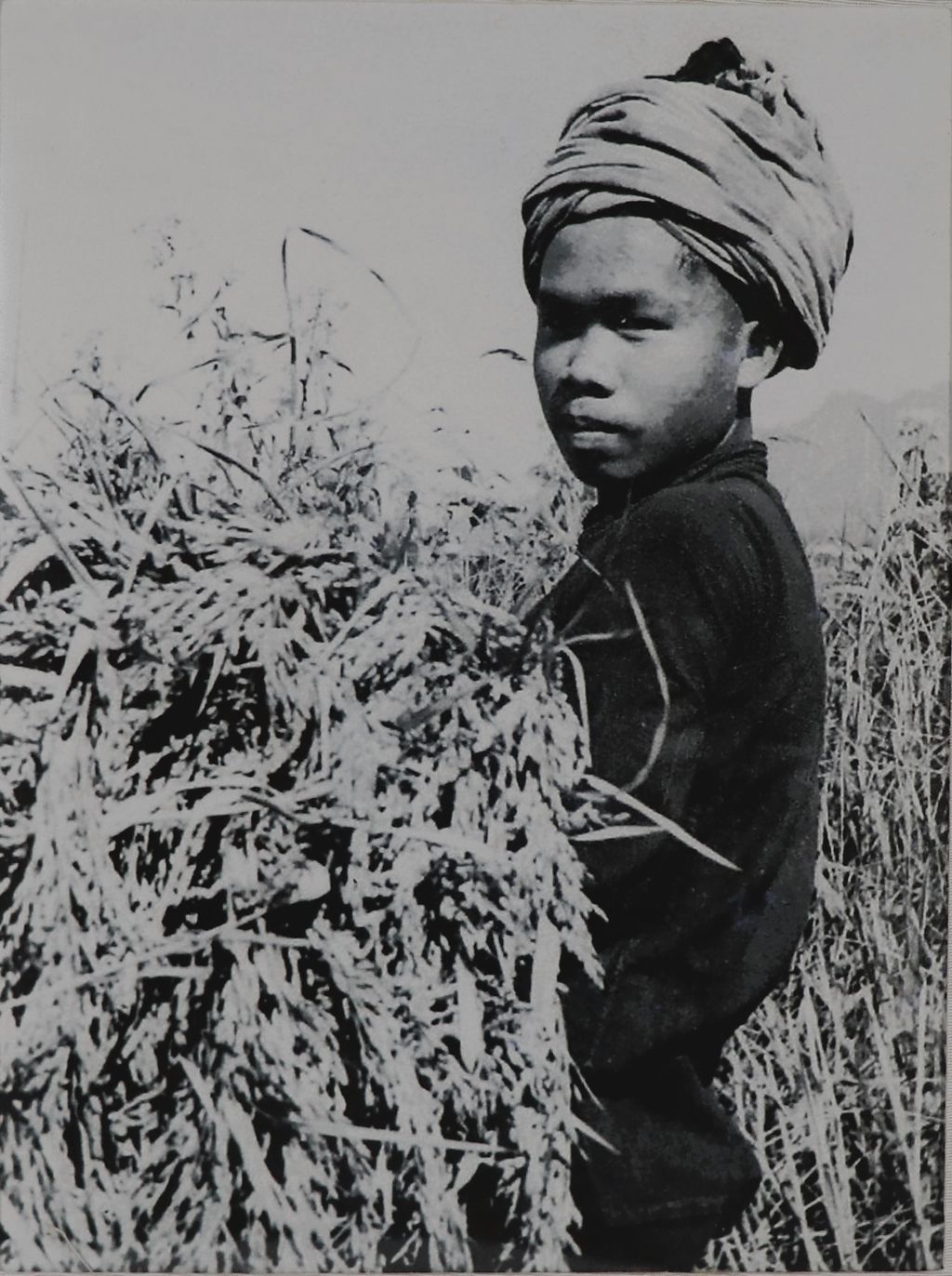 ຮູບ​ພ​າບຂາວດຳ  ຊາວບ້ານກຳລັງເກັບກ່ຽວເຂົ້ານາ ປີ1920