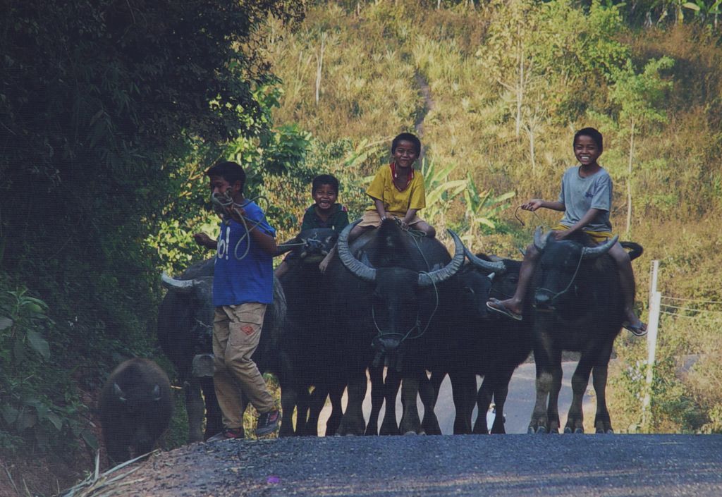 ເດັກ​ຊາຍ​ກຳ​ລັງ​ຂີ່​ຄວາຍ ແຂວງ​ຜົ້ງສາ​ລີ