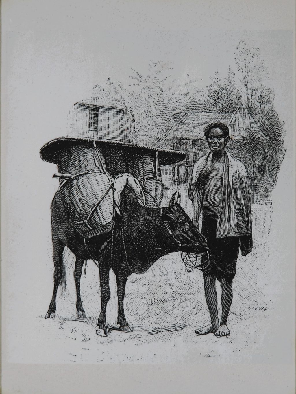 ຮູບພາບຂາວດໍາ  ຜູ້ຊາຍແລະງົວຕ່າງເຄື່ອງ