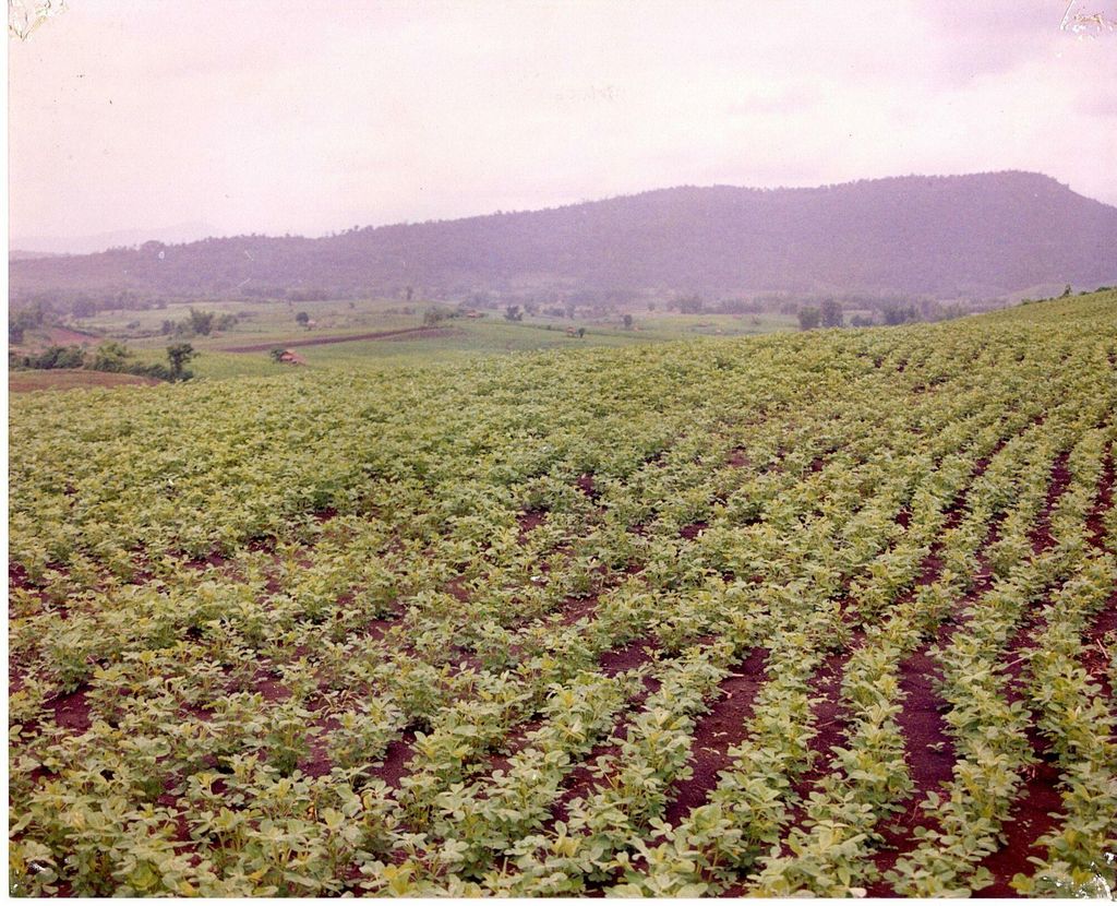 ສວນ​ຖົ່ວ​ດິນ