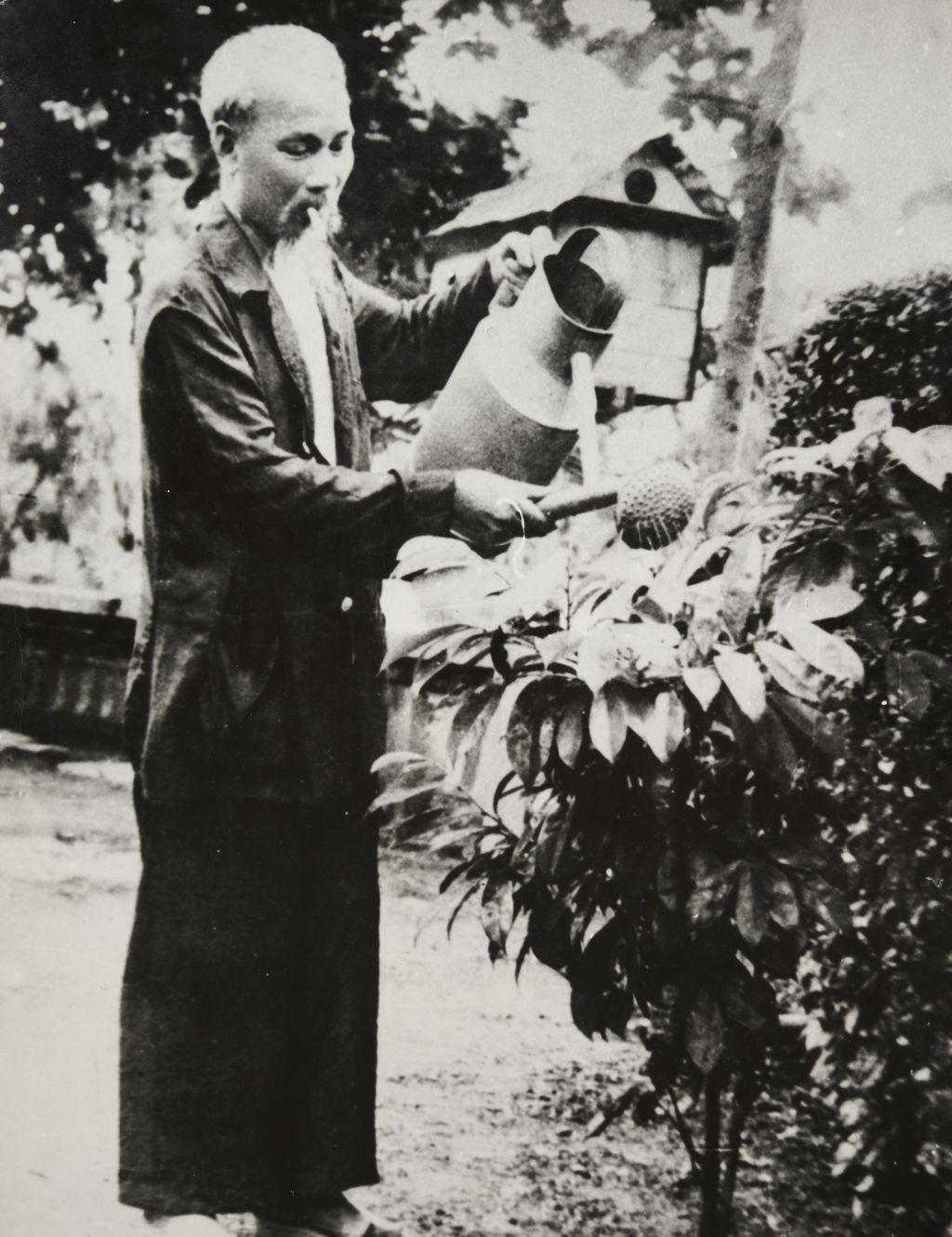 ປະ​ທານ​ໂຮ​ຈິ​ມິນ ບົວ​ລະ​ບັດ ກົກ​ໄມ້​ໃຫ້​ໝາກ