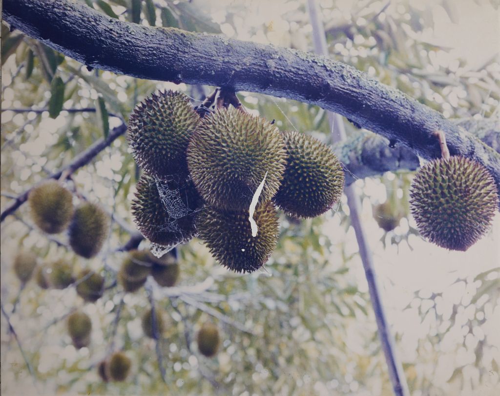 ສວນທຸລຽນ