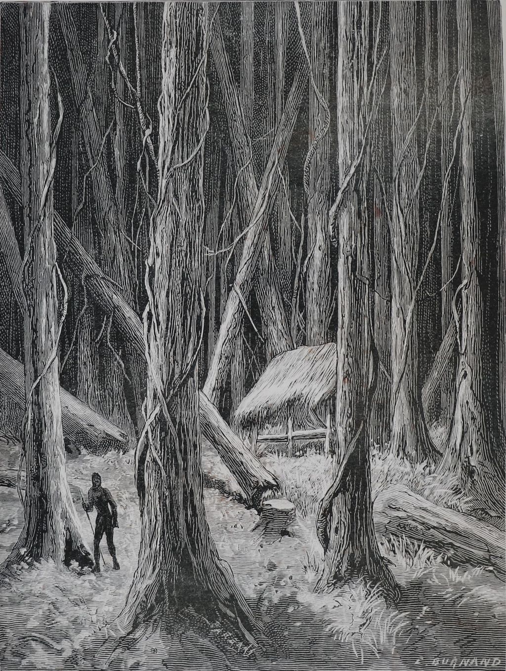 ຮູບພາບຂາວດໍາ ປ່າໄມ້ສັກ