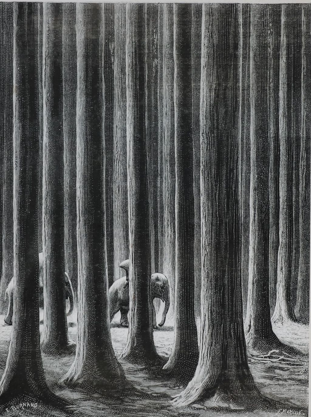 ຮູບພາບຂາວດໍາ  ປ່າໄມ້ແລະຊ້າງ ປີ 1885 ( ປ່າໄມ້ສັກ )