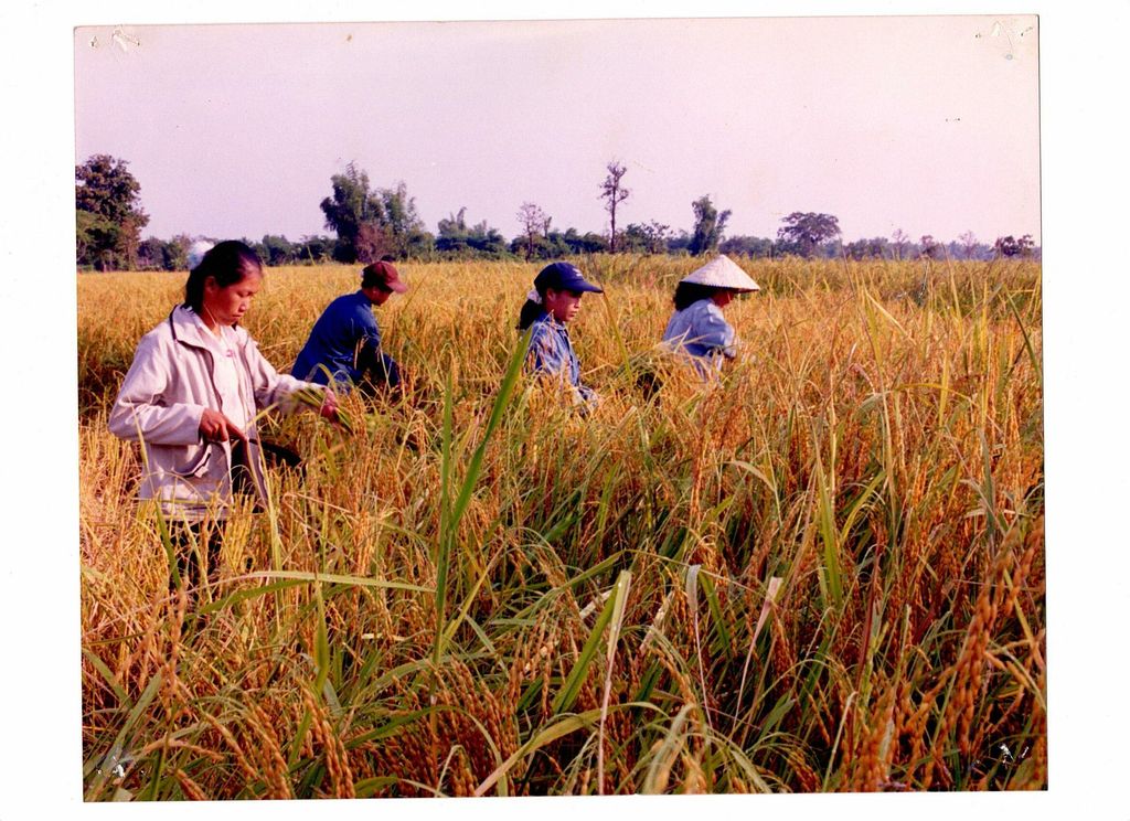 ຊາວ​ນາ​ກ່ຽວ​ເຂົ້າ