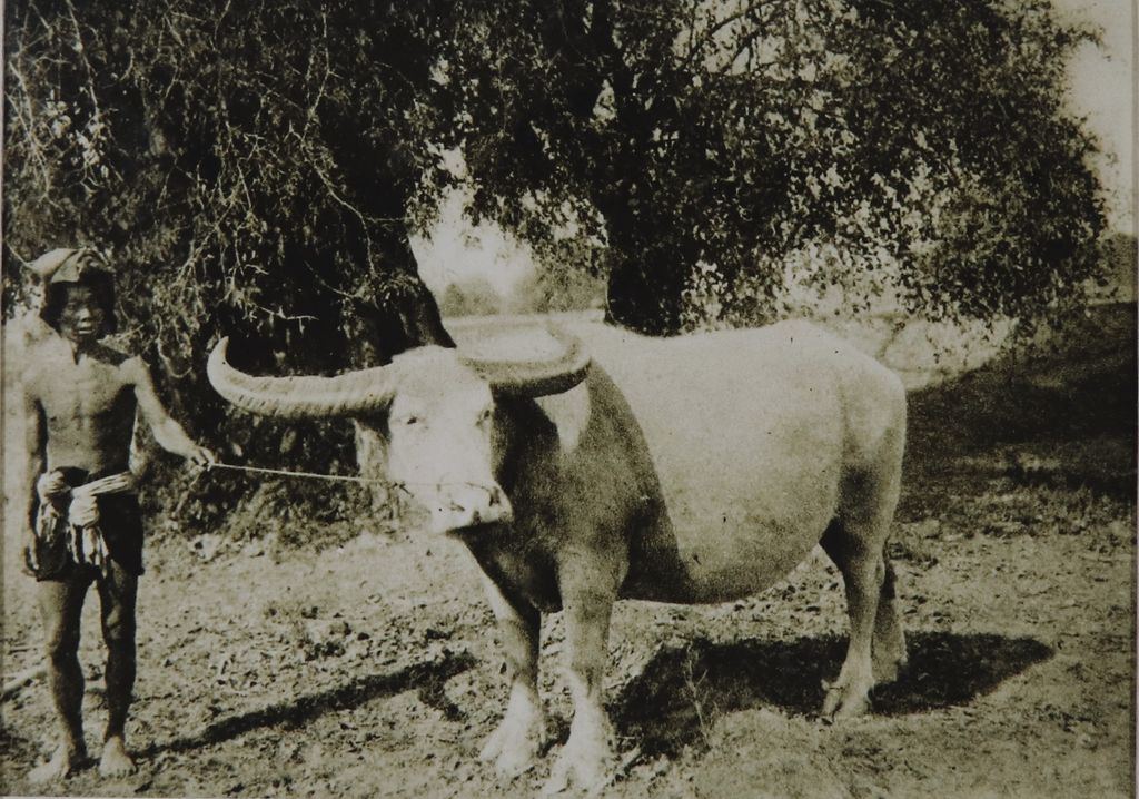 ຮູບພາບຂາວດໍາ  ຜູ້ຊາຍຈູງຄວາຍ ປີ 1930