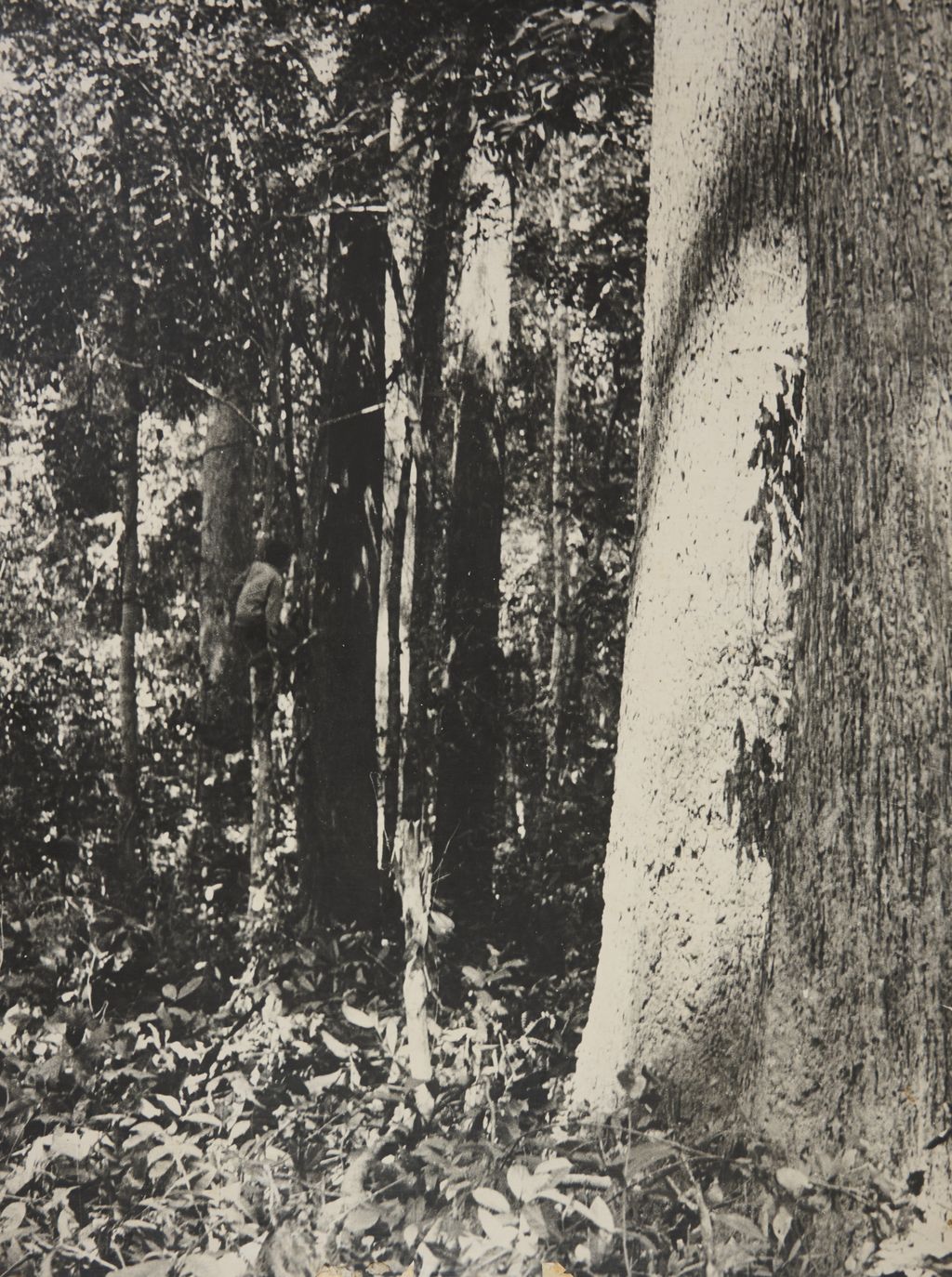 ປົກ​ປັກ​ຮັກ​ສາ​ປ່າ​ໄມ້