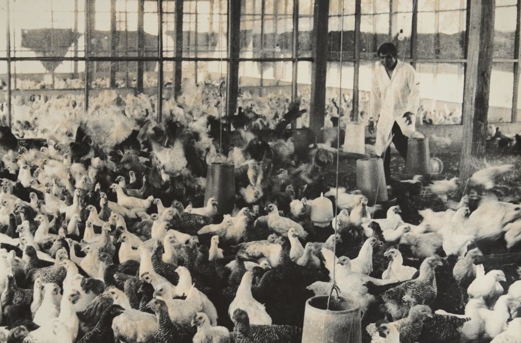 ການເພາະລ້ຽງສັດປີກ