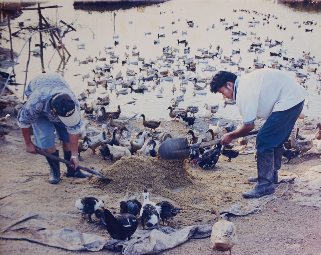 ການລ້ຽງສັດ(ເປັດ)