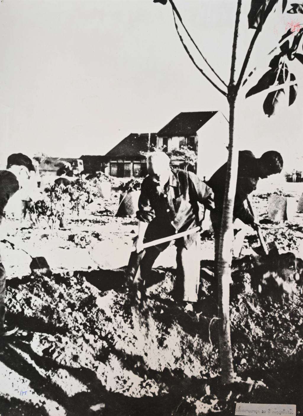 ເພື່ອຄວາມຜາສຸກ 20 ປີຕ້ອງປູກຕົ້ນໄມ້