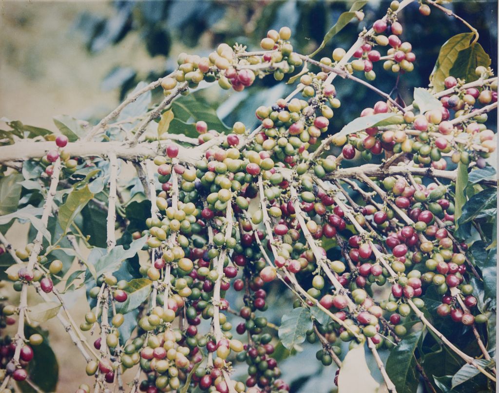 ສວນກາເຟ