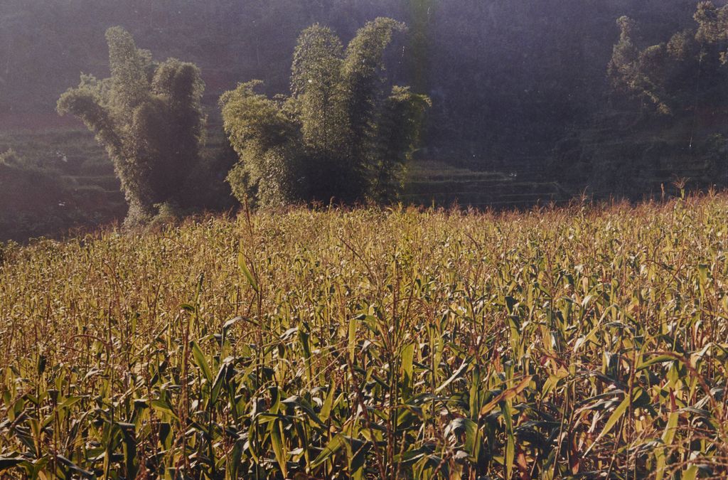 ສວນ​ສາ​ລີ