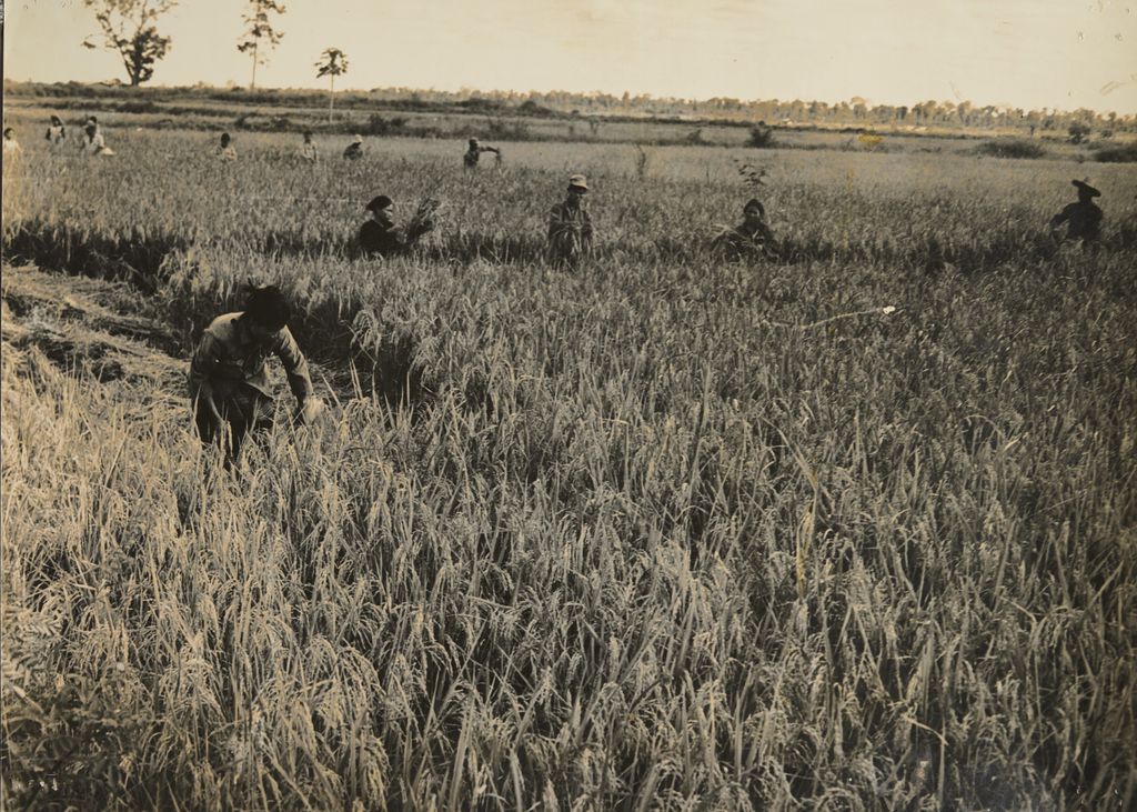 ທະຫານເກັບກ່ຽວເຂົ້ານາຊ່ວຍປະຊາຊົນ