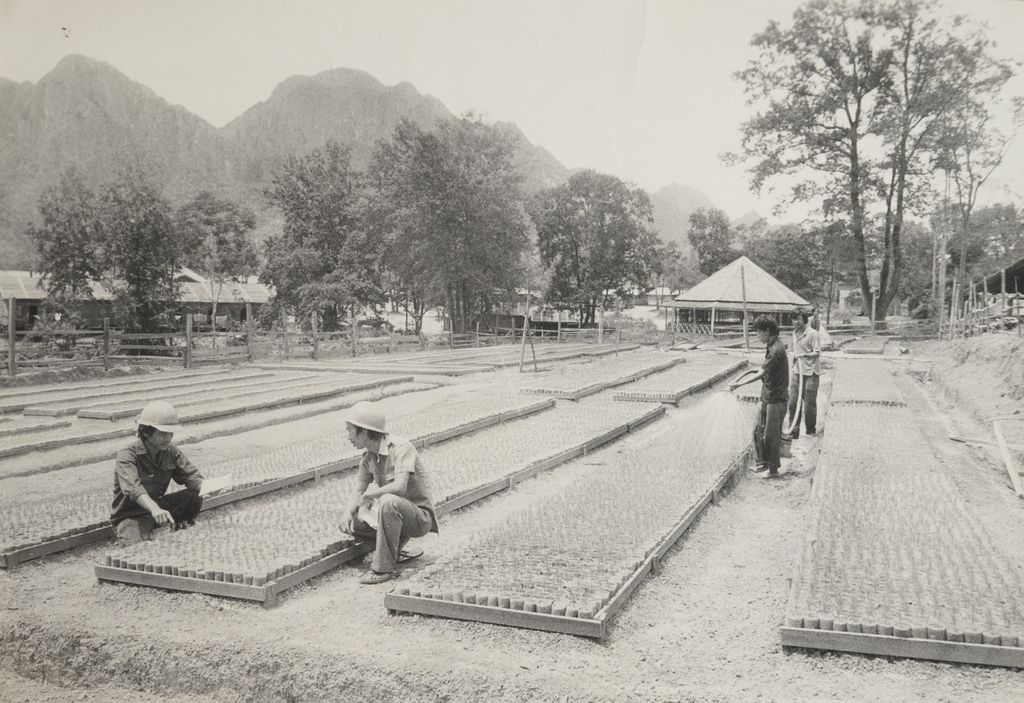 ຄົ້ນ​ຄ້​ວາ​ຜະ​ລິດ​ສາຍ​ພັນ​ເຂົ້າ