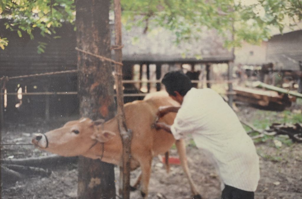 ການ​ສັກ​ຢາ​ປ້ອງ​ກັນ​ພະ​ຍາດ​ເຕົ້​າໂຮມໃຫ້​ແກ່​ສັດ​ຈຳ​ພວກ ງົວ, ຄວາຍ