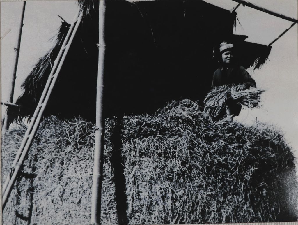 ຮູບ​ພ​າບຂາວດຳ  ຊາວບ້ານກຳລັງກອງເຂົ້ານາ ປີ1949