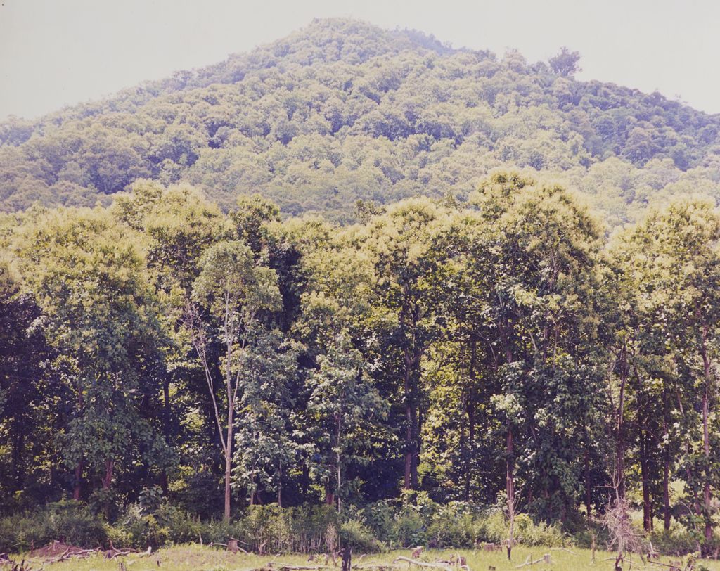 ທິວ​ທັດ​ປ່າ​ໄມ້