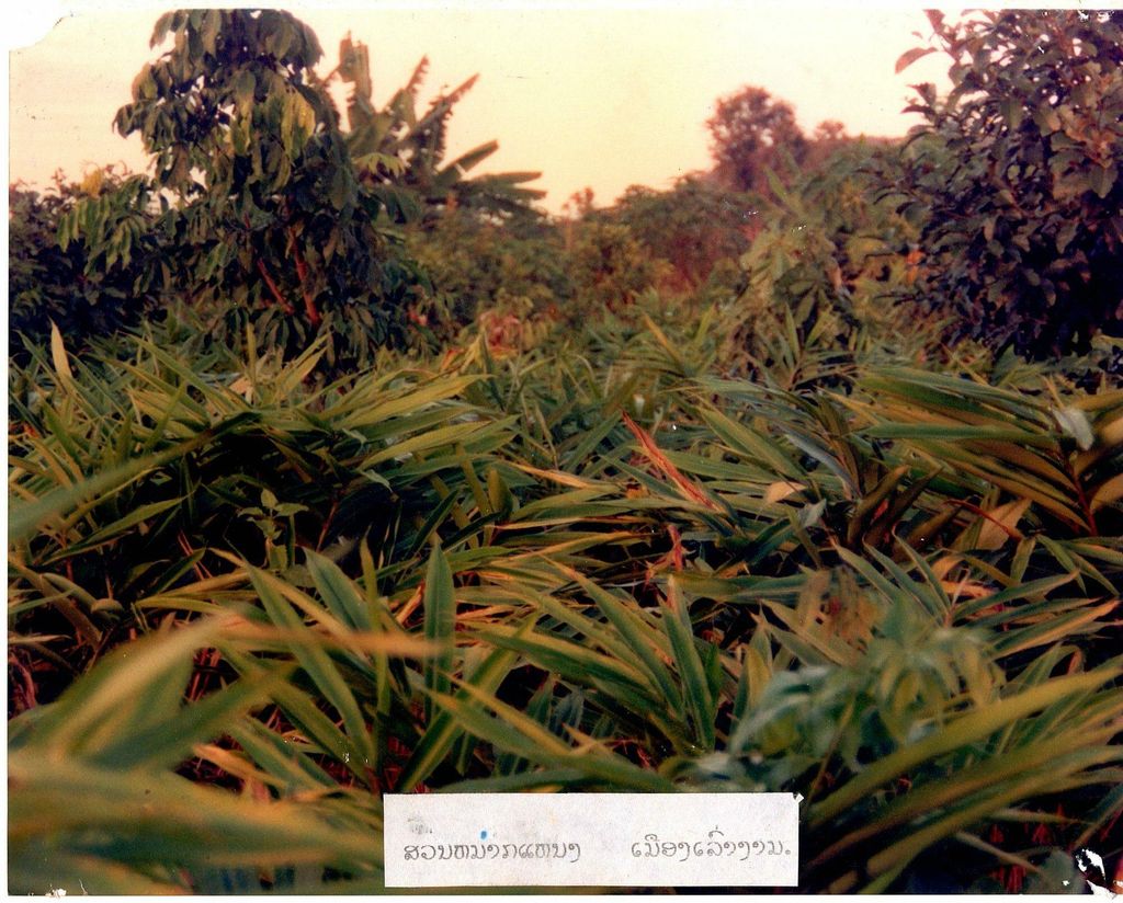 ສວນ​ໝາກ​ແໜ່ງ​ເມືອງ​ເຫຼົ່າ​ງາມ