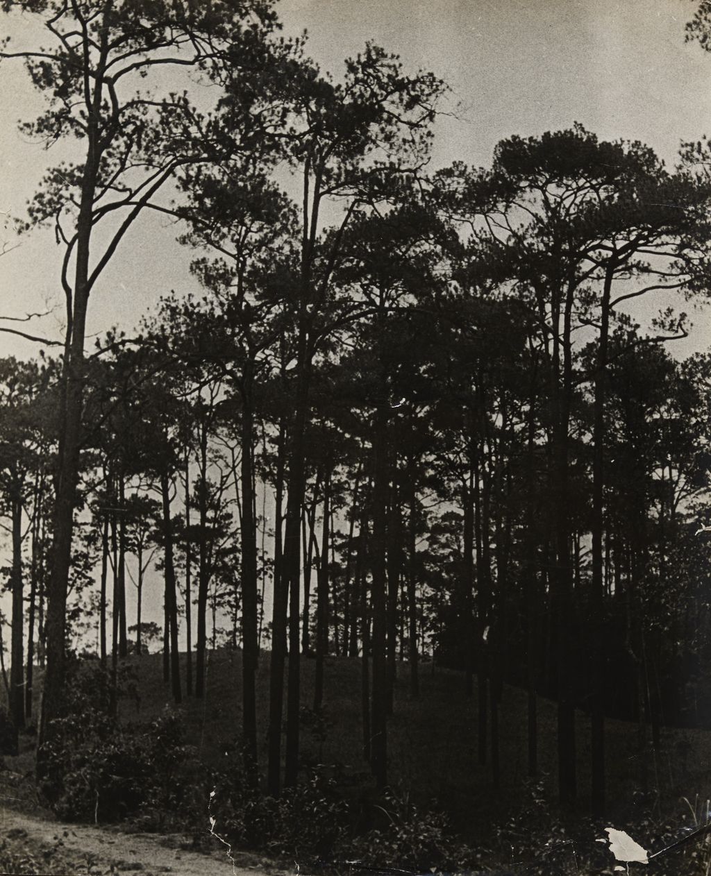 ທິວທັດປ່າໄມ້