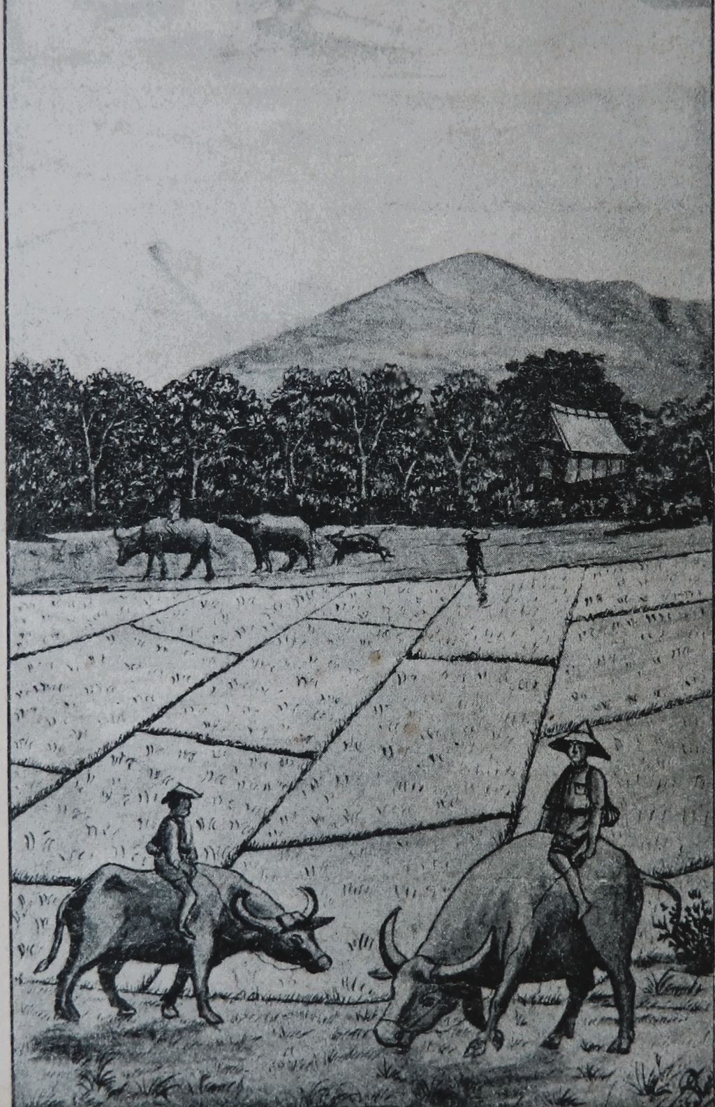 ຮູບພາບຂາວດໍາ  ຄົນຂີ່ຄວາຍຢູ່ທົ່ງນາ ປີ 1942