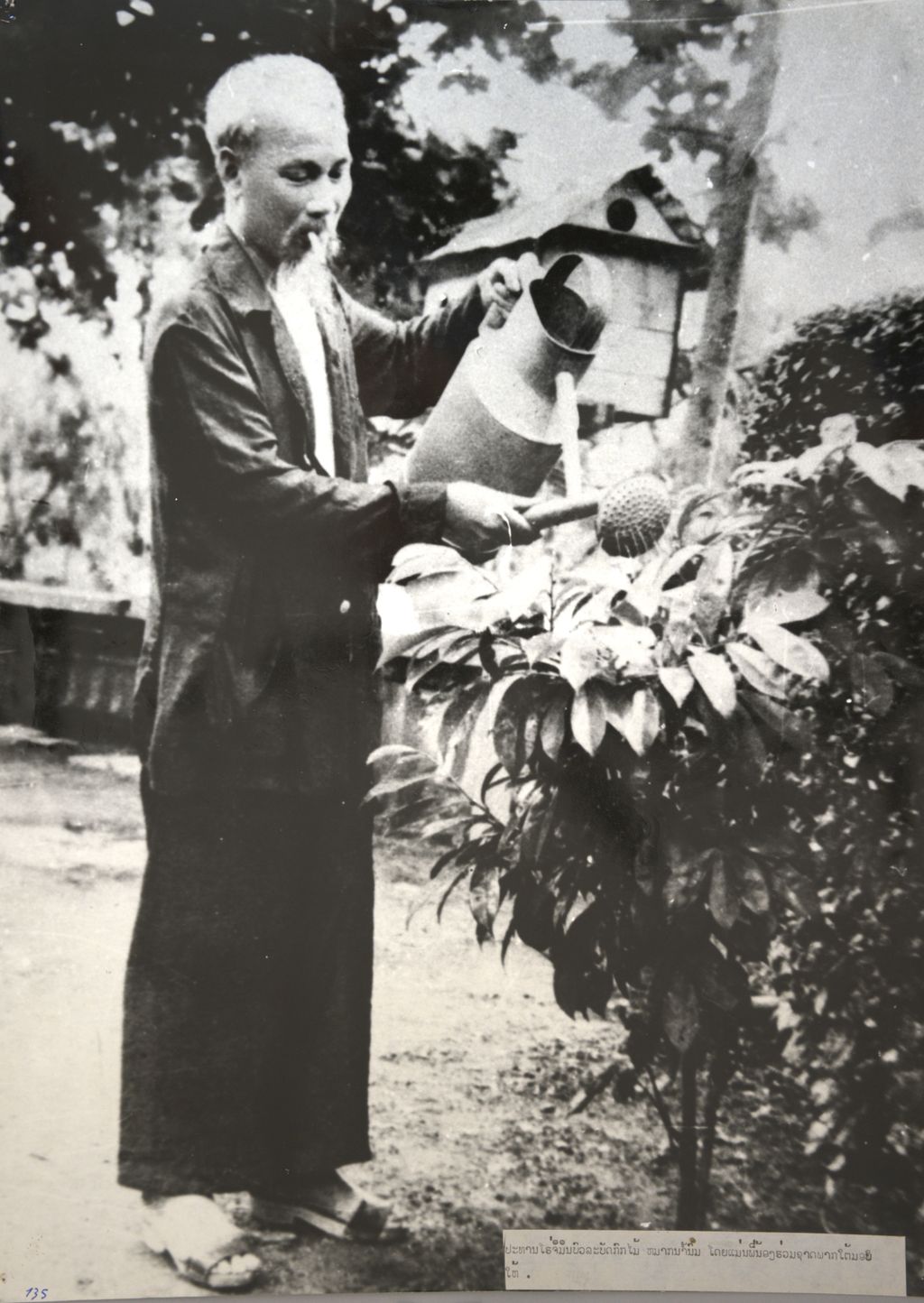 ທ່ານ ໂຮ​ຈິ​ມິນ ກຳ​ລັງ​ຫົດ​ນ້ຳຕົ້ນ​ໝາກ​ນ້ຳ​ນົມ