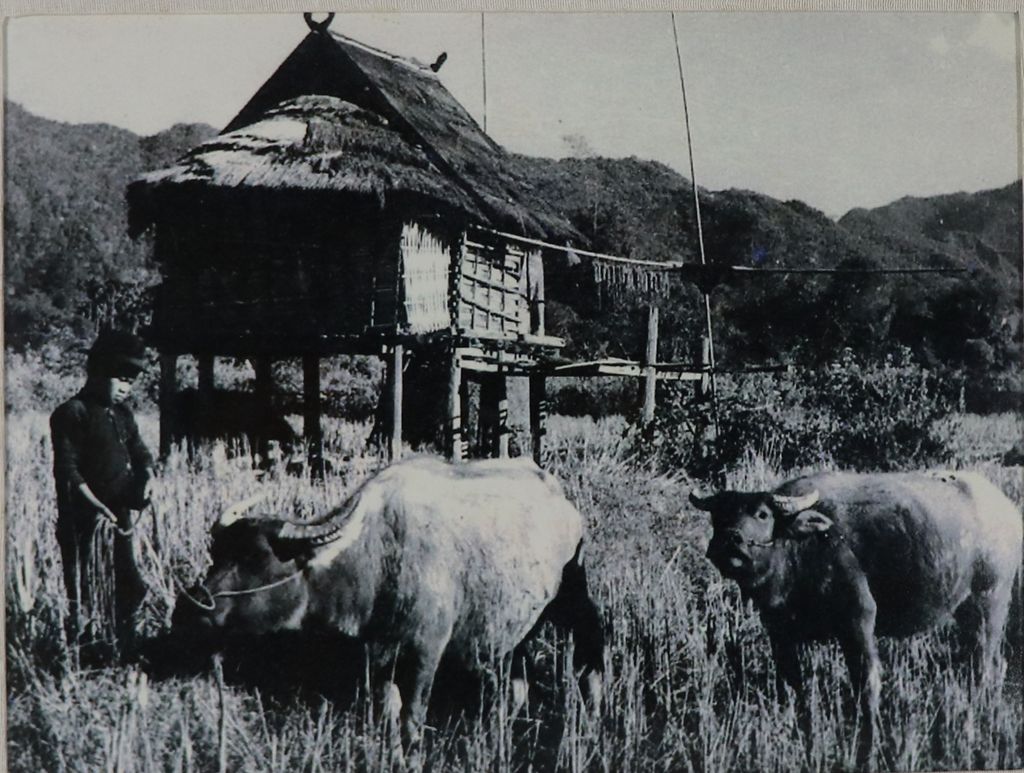 ຮູບ​ພ​າບຂາວດຳ  ຊາວນາກຳລັງລ້ຽງຄວາຍ ປີ1949