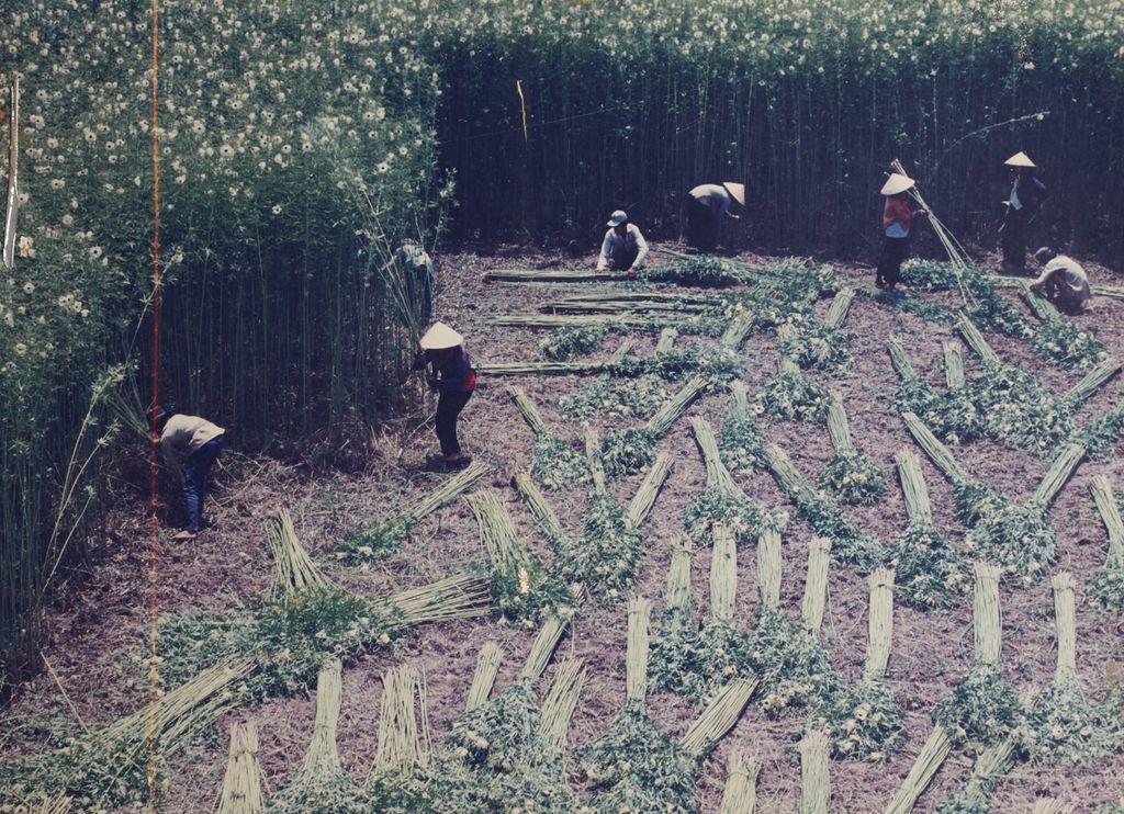 ການ​ເກັບ​ຕົ້ນ​ປໍ