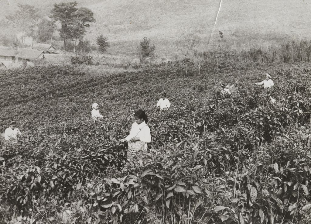 ສົ່ງ​ເສີມ​ການ​ປູກ​ຊາ​ແຂວງ​ຜົ້ງ​ສາ​ລີ