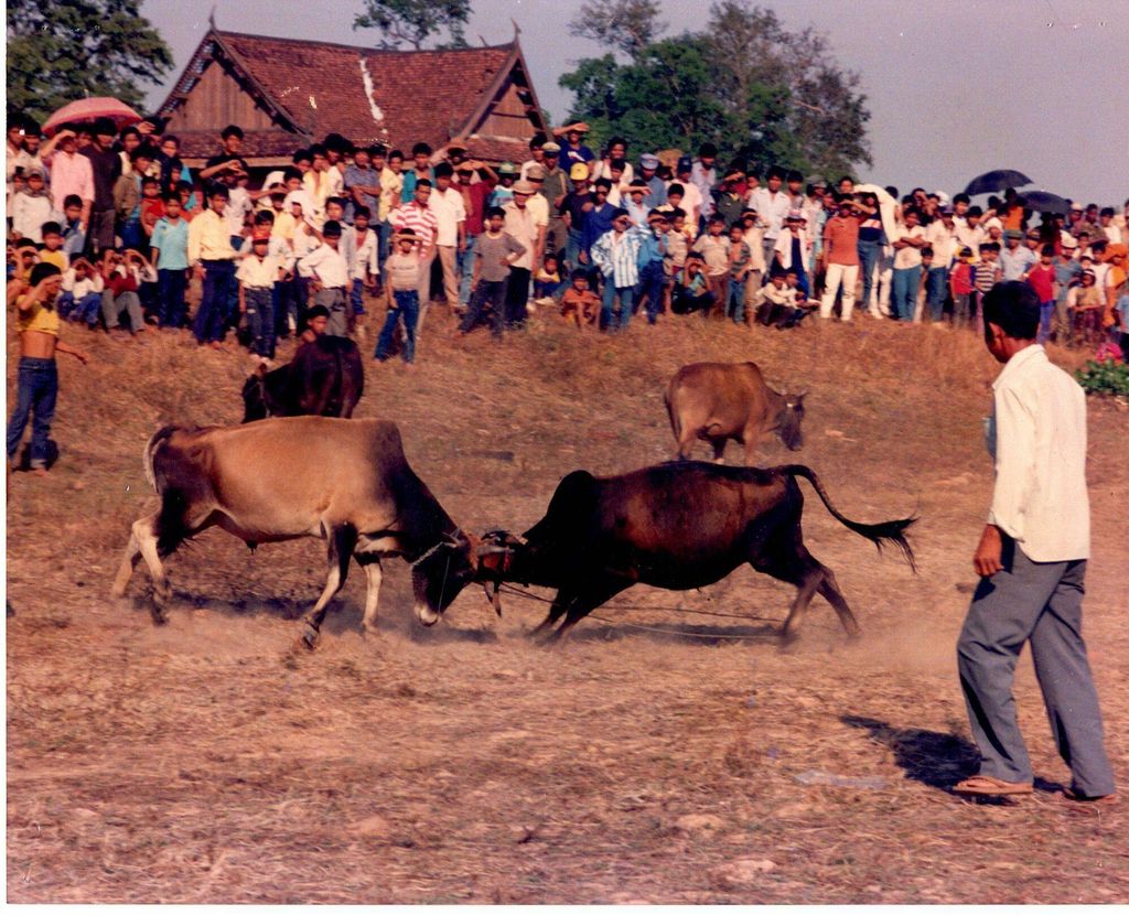 ​ຮູບ​ພາບງົວ​ຊົນ