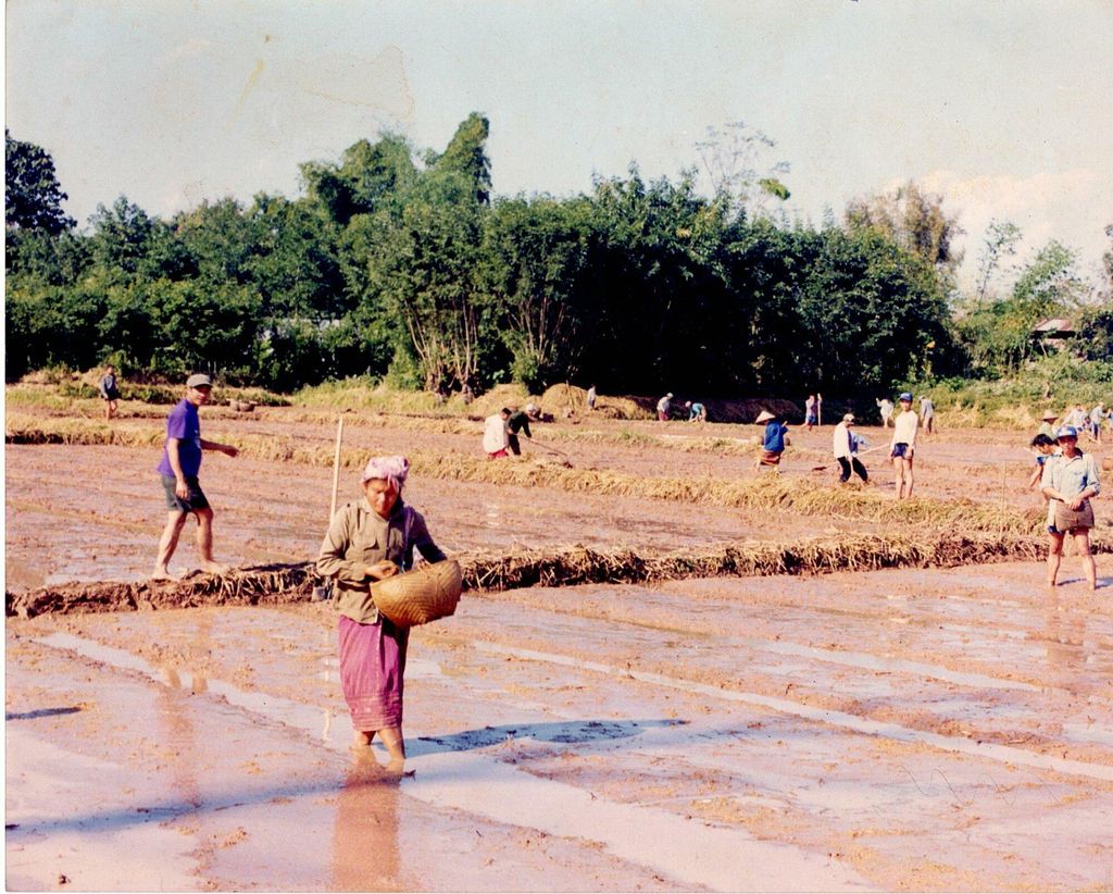 ຊາວ​ນາກຳ​ລັງ​ຫວ່ານ​ເຂົ້າ