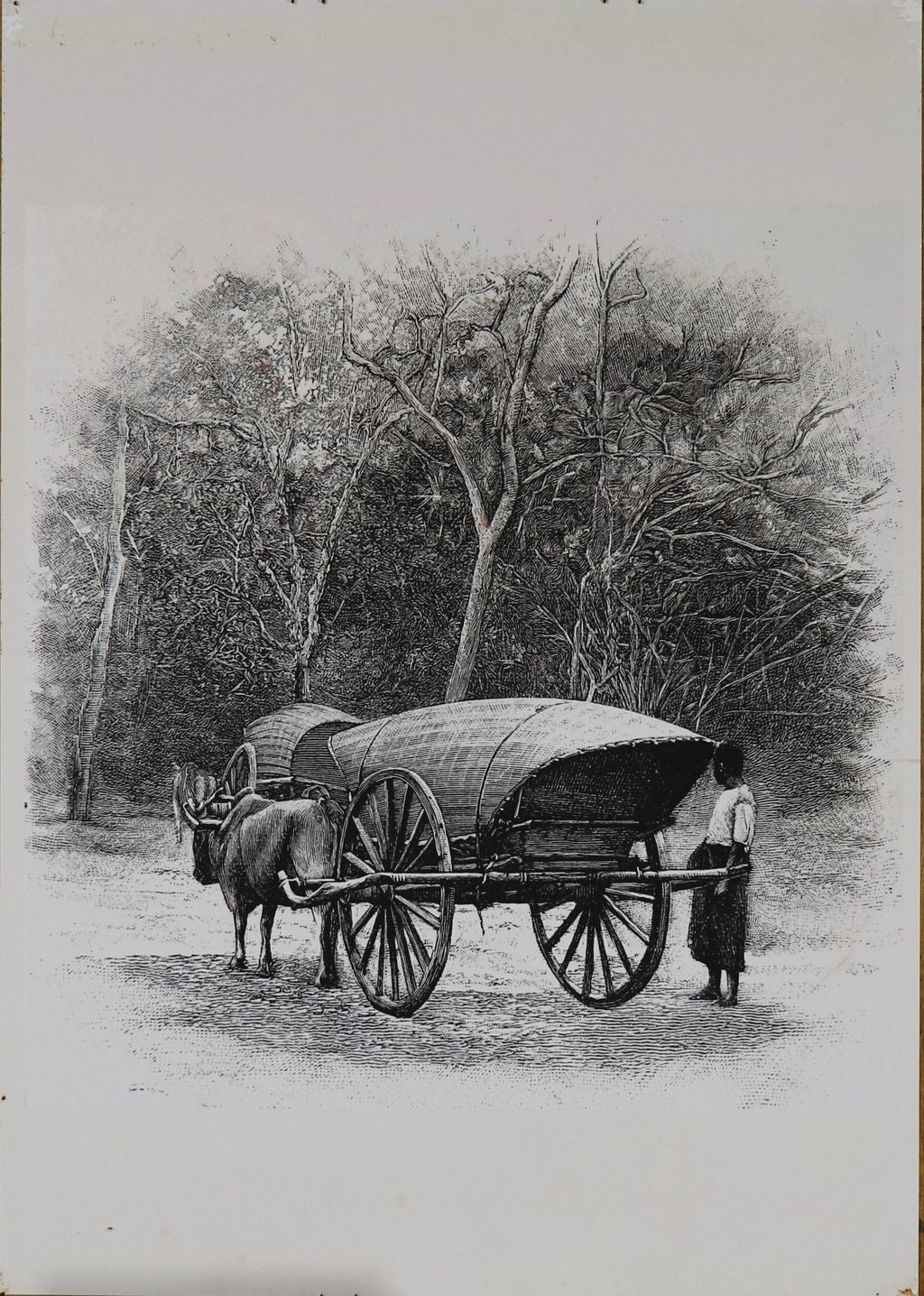 ຮູບພາບຂາວດໍາ ງົວແກ່ກວຽນ ປີ 1893