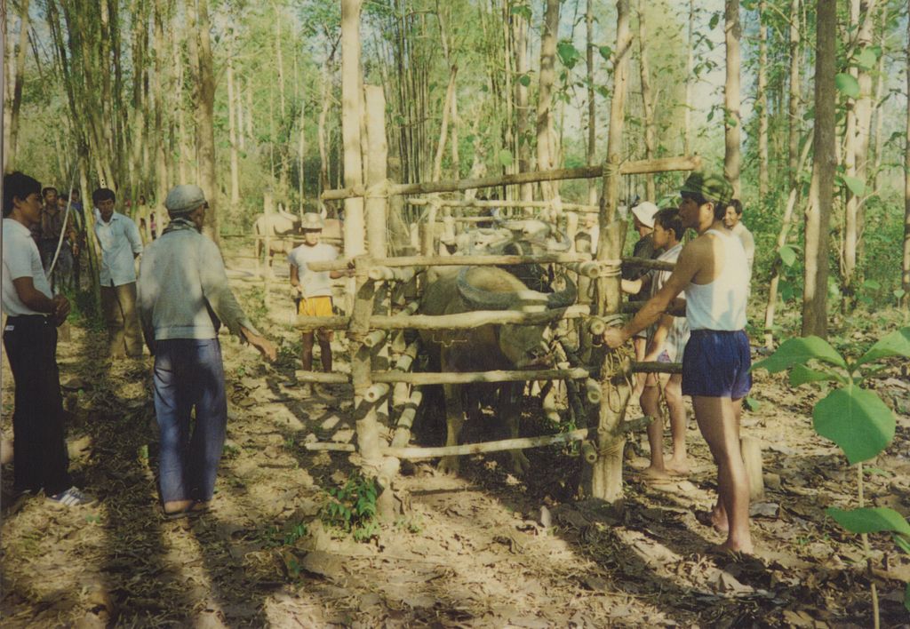 ການແທງດັງຄວາຍຂອງຊາວບ້ານ