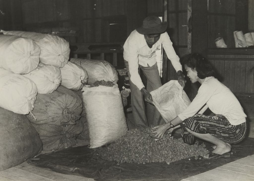 ການ​ເກັບ​ຊື້​ເຄື່ອງ​ປ່າ​ຂອງ​ດົງ