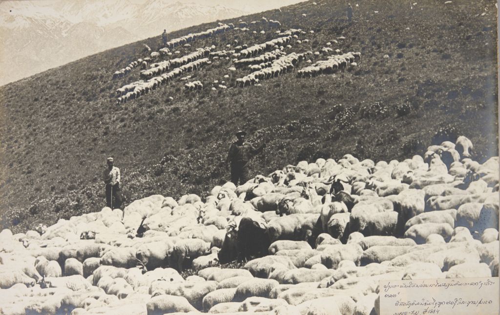 ຝູງແກະມີຂົນອ່ອນລະໄມຂອງນິຄົມກະເສດຊາກີດາສຕ