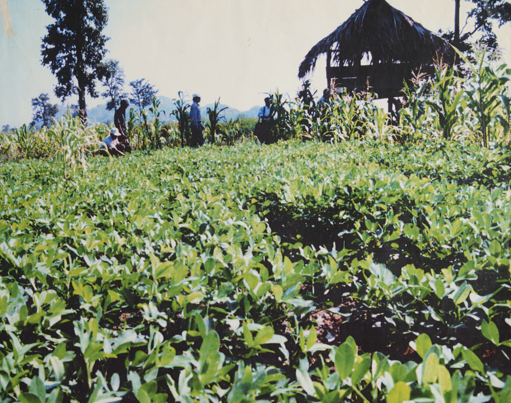 ສວນ​ເພາະ​ພັນ​ໄມ້