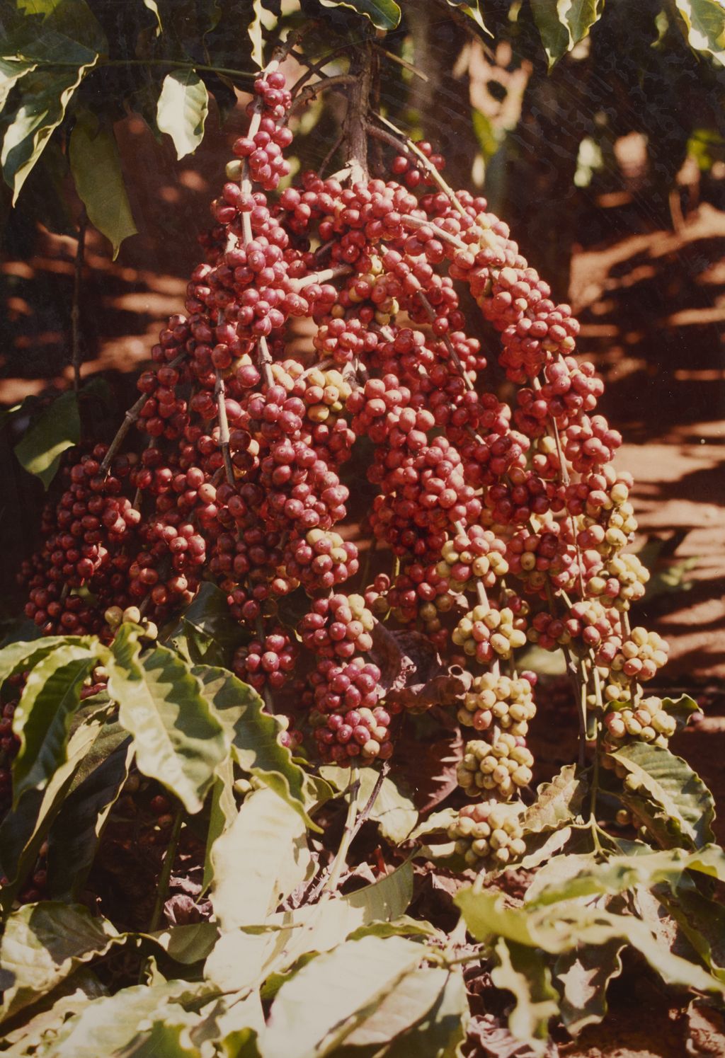 ກາເຟຂອງນິຄົມກະເສດຫວຽດນາມ