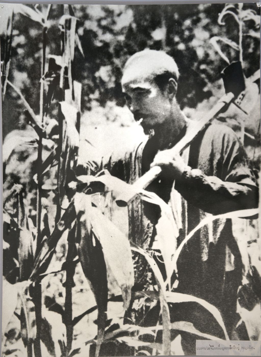 ທ່ານ ໂຮ​ຈິ​ມິນ ກຳ​ລັງ​ບົວ​ລະ​ບັດ​ພືດ​ຜັກ​ກະ​ສິ​ກຳ